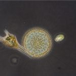 Thallassiosira pacifica
