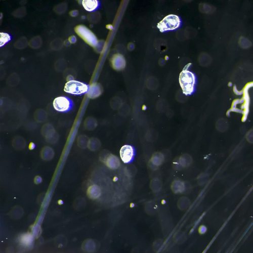 plankton plankton